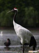 丹顶鹤头顶的羽毛像什么