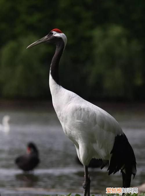 丹顶鹤头顶的羽毛像什么