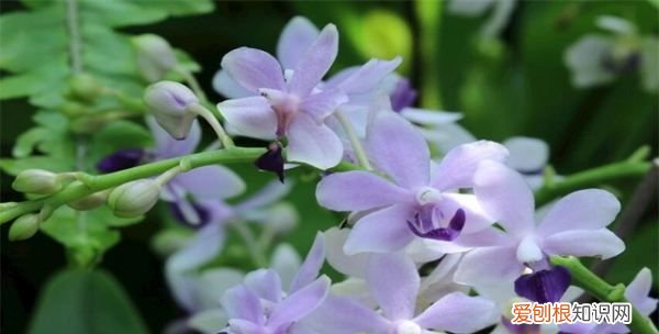 竹子象征意义,梅兰竹菊的象征意义