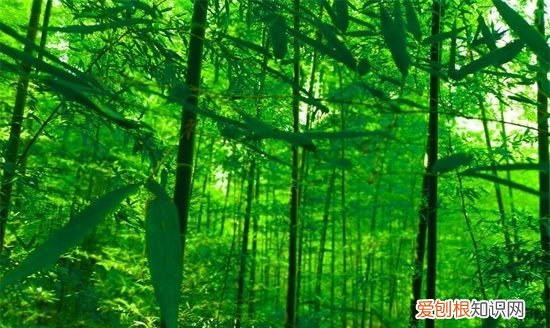 竹子象征意义,梅兰竹菊的象征意义