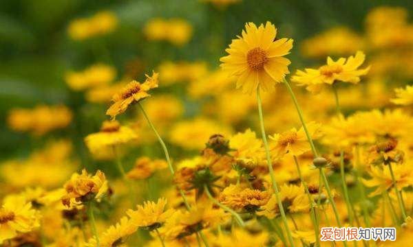 竹子象征意义，梅兰竹菊的象征意义