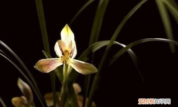 竹子象征意义，梅兰竹菊的象征意义