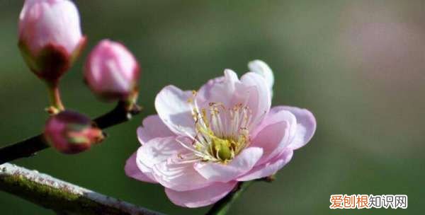 竹子象征意义，梅兰竹菊的象征意义