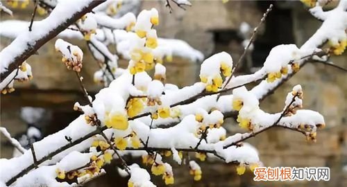 腊梅的枝条怎么形容，冬天里的腊梅怎么形容