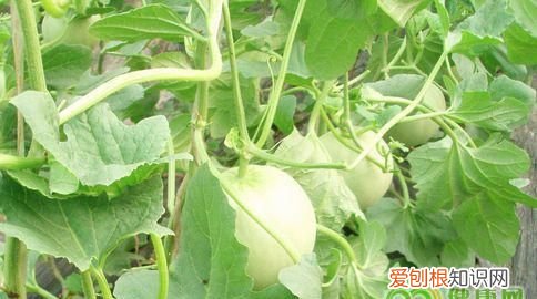 减肥可以吃香瓜嘛,吃香瓜可以减肥么