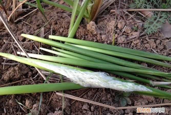 芃怎么读,芷的含义是什么?