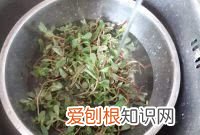 马齿苋包子的做法,马齿苋又称长寿菜包子怎么做才好吃