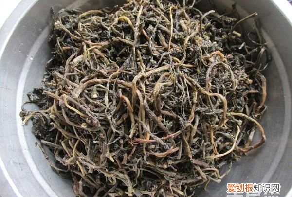 马齿苋包子的做法,马齿苋又称长寿菜包子怎么做才好吃