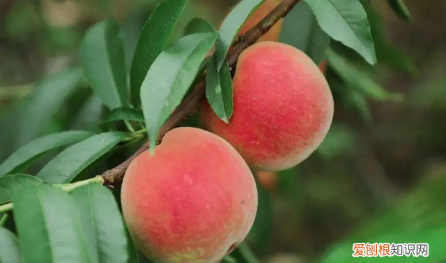 杨桃不适合什么样人吃 杨桃不适合哪些人吃呢