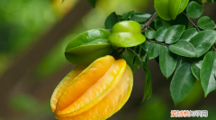 杨桃不适合什么样人吃 杨桃不适合哪些人吃呢