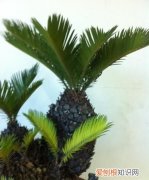 铁树叶子发黄是怎么回事，冬天铁树叶子发黄是怎么回事