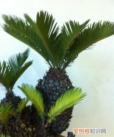 铁树叶子发黄是怎么回事,冬天铁树叶子发黄是怎么回事