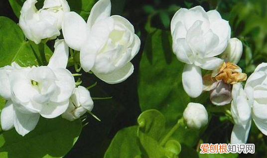 茉莉春天几月发芽，茉莉花什么时候发芽长新叶