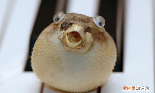 哪种河豚毒性大,河豚有毒种类