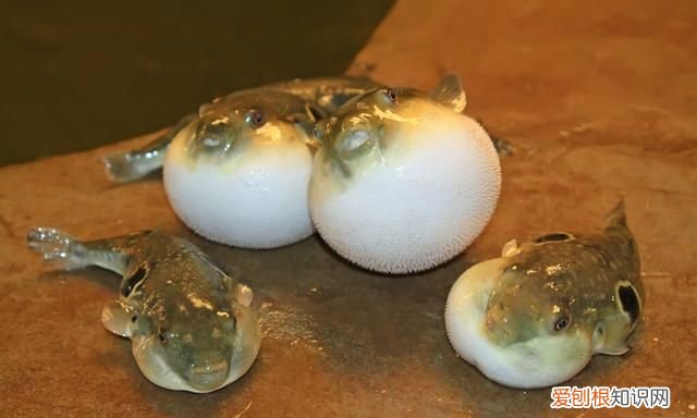 哪种河豚毒性大,河豚有毒种类