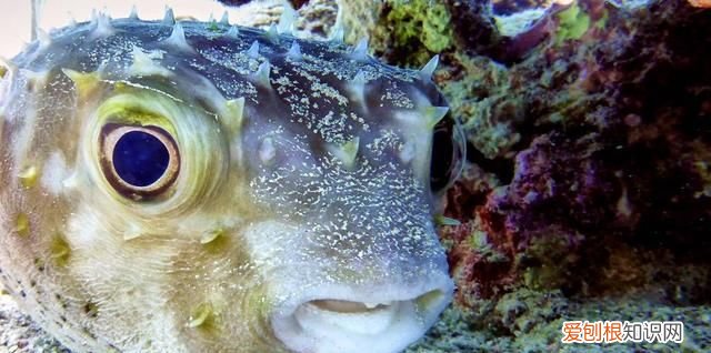 哪种河豚毒性大,河豚有毒种类