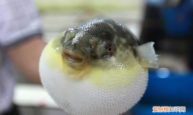 哪种河豚毒性大,河豚有毒种类