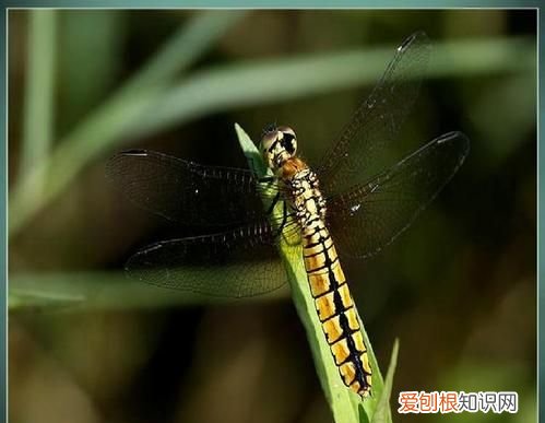蜻蜓的天敌是什么动物,蚊子幼虫的天敌是什么