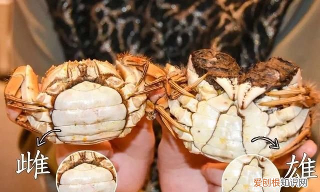 保存螃蟹不要直接放冰箱 螃蟹怎样保存才能放时间长点