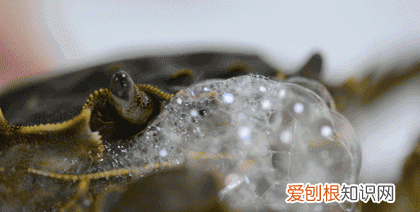 保存螃蟹不要直接放冰箱 螃蟹怎样保存才能放时间长点