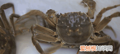 保存螃蟹不要直接放冰箱 螃蟹怎样保存才能放时间长点