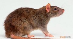 老鼠怕光吗，老鼠啃玻璃