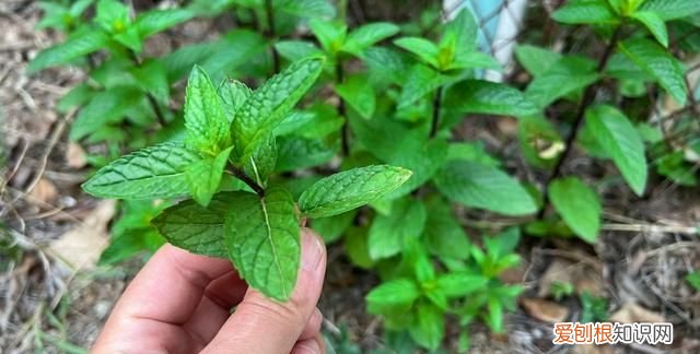 关于薄荷的好吃食物