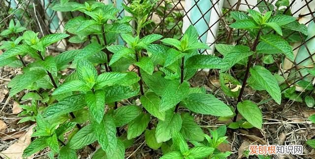 关于薄荷的好吃食物