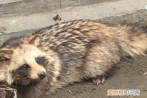 貉怎么读，“豹”字左边这个遍旁怎么读？