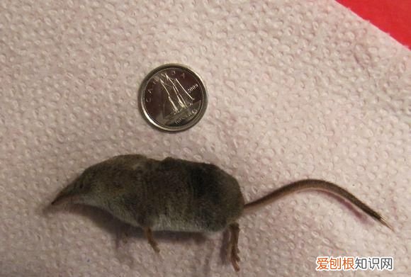 我家里有鼩鼱怎么处理