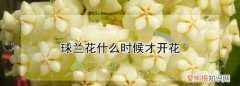 球兰什么时候开花，球兰一年开几次花几月份开花
