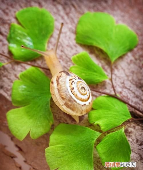 小蜗牛的特点，昆虫记蜗牛的特点和生活特征