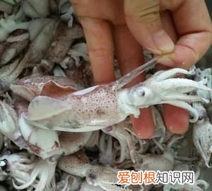 籽乌的做法，香爆籽乌的做法