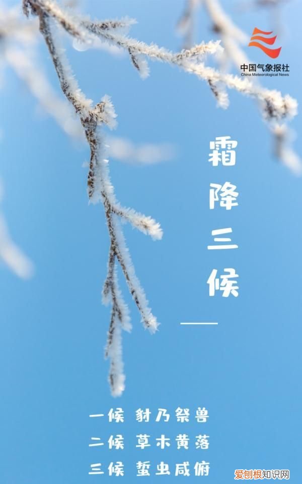 霜降节吃柿子什么时间最佳,枫染红山霜降