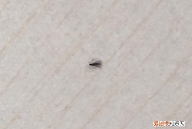 冬天家里有小飞虫是什么原因