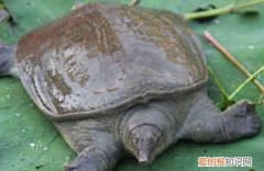 乌龟和海龟的区别在哪里，乌龟和海龟是同一种祖先