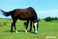 为什么好马不吃回头草，好牛不吃回头草还是好马不吃回头草