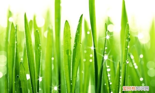 绿的颜色有哪些，绿的所有颜色有哪些