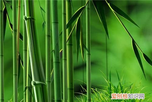 竹的文化寓意，刘禹锡的《竹诗词》的意思与寓意是什么