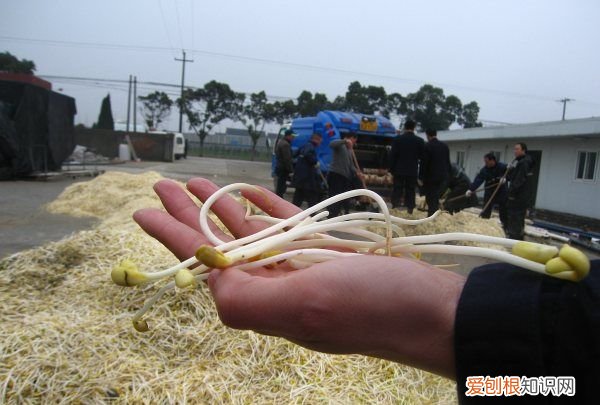 黄豆芽炒牛肉丝的做法，豆芽炒牛肉丝的家常做法窍门