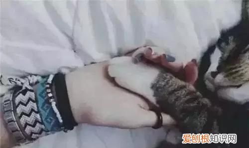 qq等级黄钻高还是蓝钻高 qq黄钻的等级有什么区别
