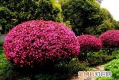 红花继木移栽容易活，红花继木栽种需要注意什么事项