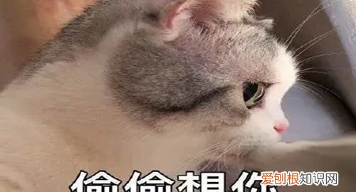 臭宝是什么意思，网络用语臭宝什么意思