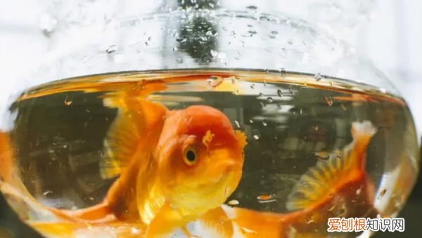 用纸折一只可爱的小兔子，如何用彩纸折叠大尾巴的金鱼