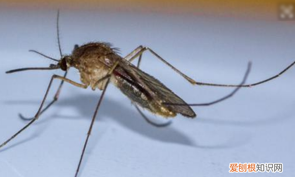 蚊子怕什么颜色的灯光