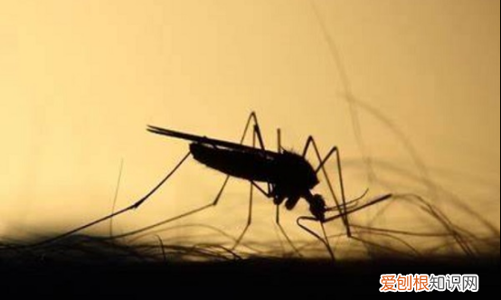 蚊子怕什么颜色的灯光