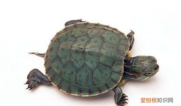 乌龟的汗在哪里，乌龟的壳出汗就会下雨