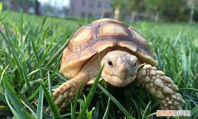 乌龟的汗在哪里，乌龟的壳出汗就会下雨