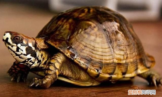 乌龟的汗在哪里，乌龟的壳出汗就会下雨