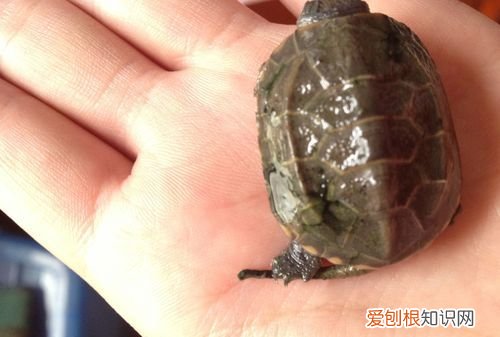 乌龟的汗在哪里，乌龟的壳出汗就会下雨